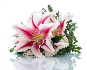 Fallon Family Funerals Manchester